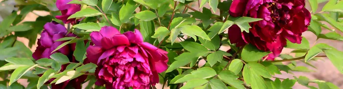 花朵高清