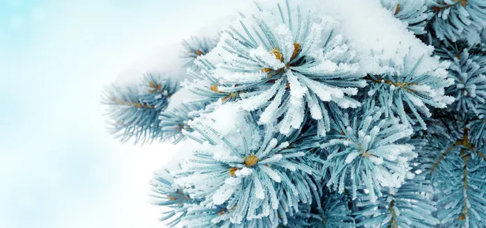 雪松高清