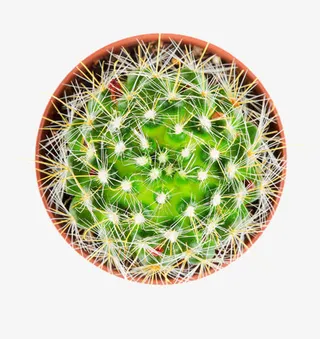 满身是刺的仙人球免抠