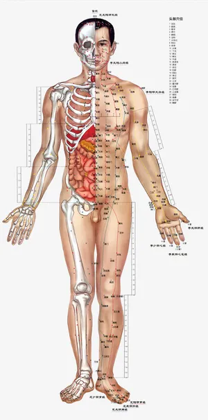 人体正面穴位骨骼分布免抠