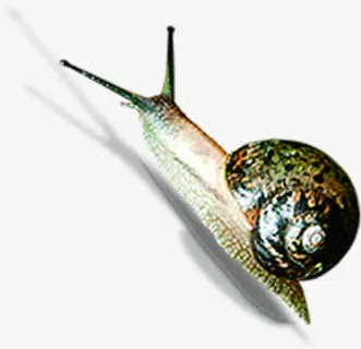 缓慢爬行春天蜗牛免抠