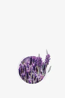 紫色薰衣草免抠 紫色薰衣草免抠