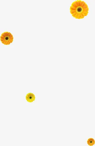 手绘菊花韩国潮流背景