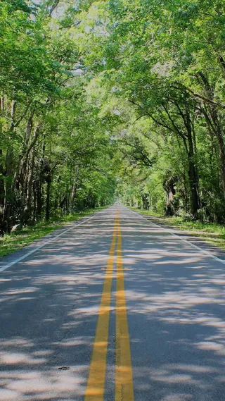 树林中的道路H5素材背景高清