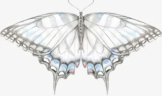 手绘彩色蝴蝶免抠