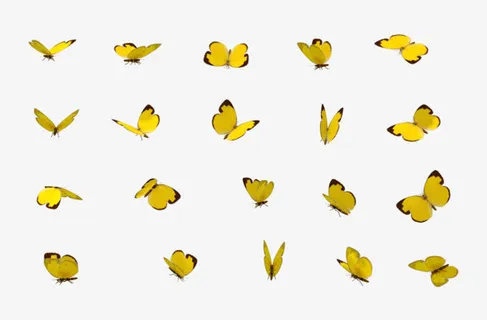 蝴蝶各个角度装饰免抠