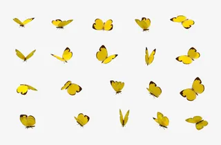 蝴蝶各个角度装饰免抠