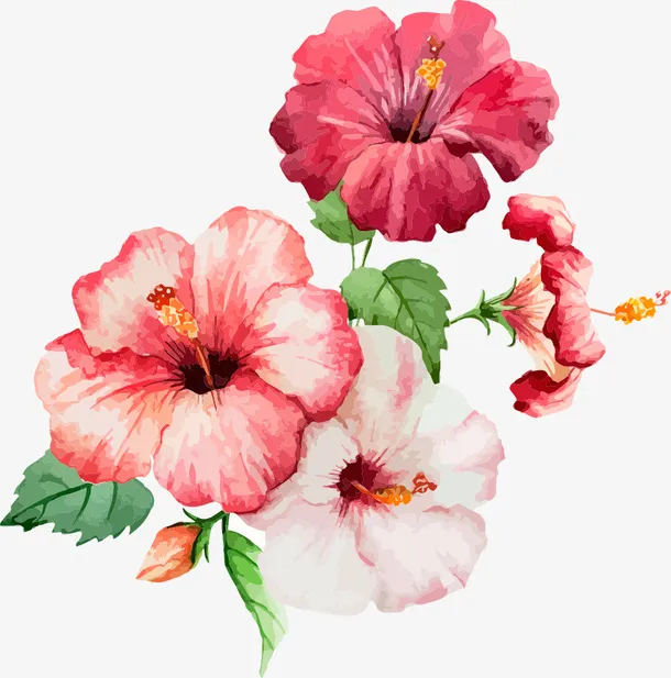 手绘红花免抠