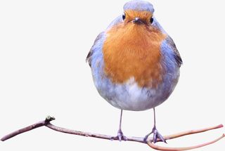 春天绿色小鸟雏鸟可爱免抠