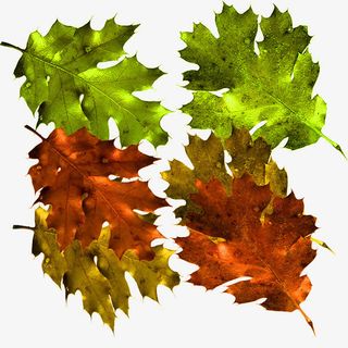 实物调味品免抠