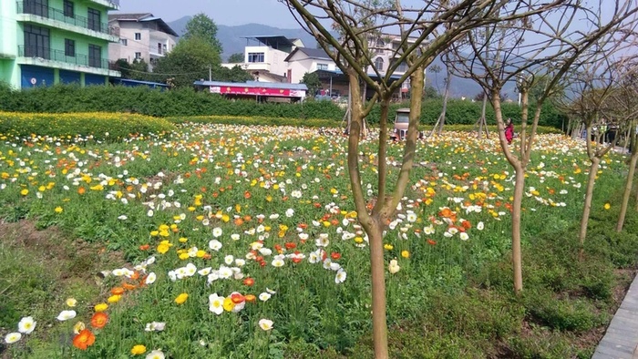 人间四月芳菲尽，山寺桃花始盛开高清