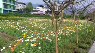 人间四月芳菲尽，山寺桃花始盛开高清