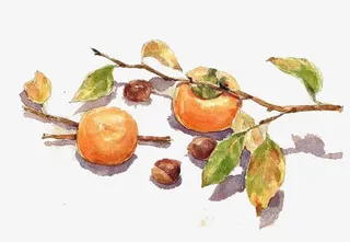 水彩柿子免抠