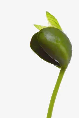 幼苗嫩芽免抠图免抠