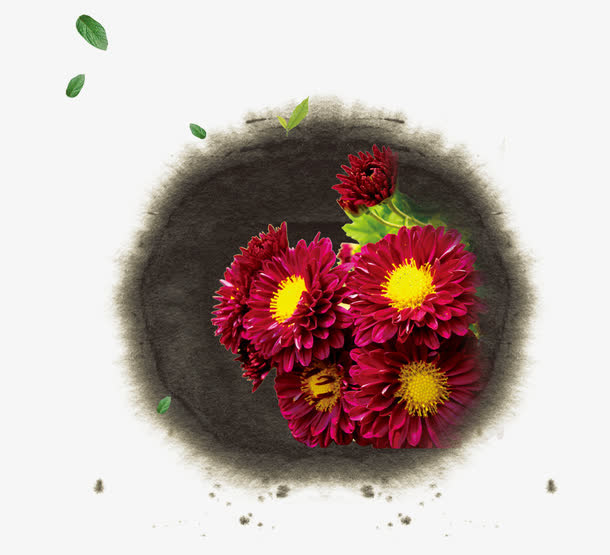 红色菊花免抠