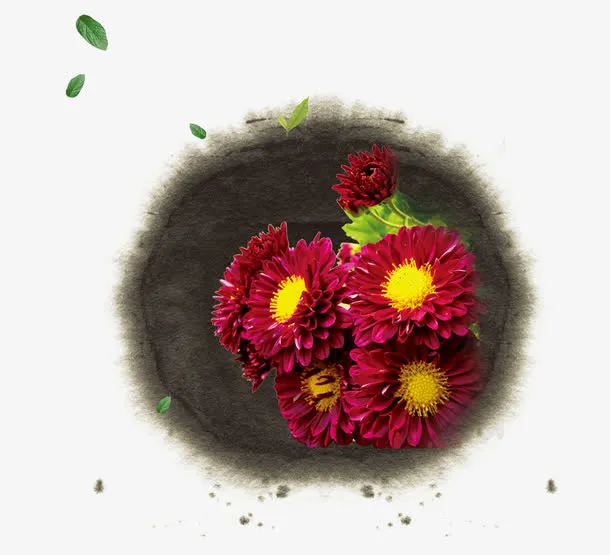 红色菊花免抠