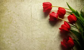 红色郁金香素材卡片做旧报纸黄色背景高清