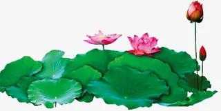 红色艺术水彩荷花荷叶免抠