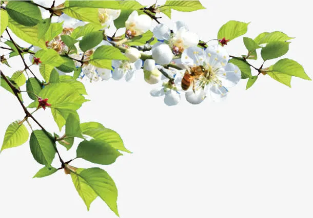 白色清新树叶花朵免抠