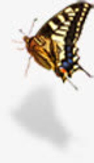 清新春季蝴蝶装饰免抠