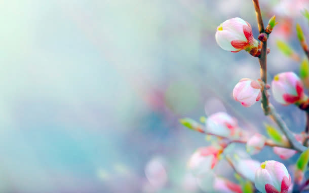 梦幻高清桃花花苞免抠