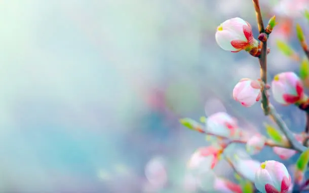 梦幻高清桃花花苞免抠