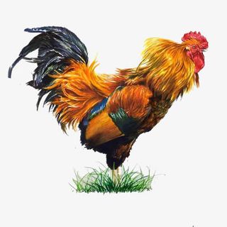 草地上的大公鸡手绘画素材图片免抠