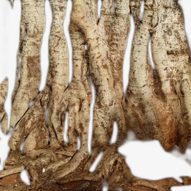 老去的树干免抠