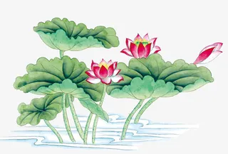 手绘的荷花免抠