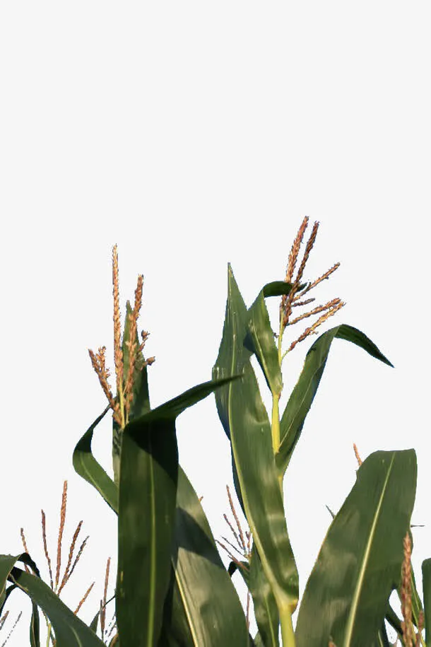 绿色玉米杆免抠