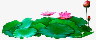 夏日池中植物莲花荷叶免抠