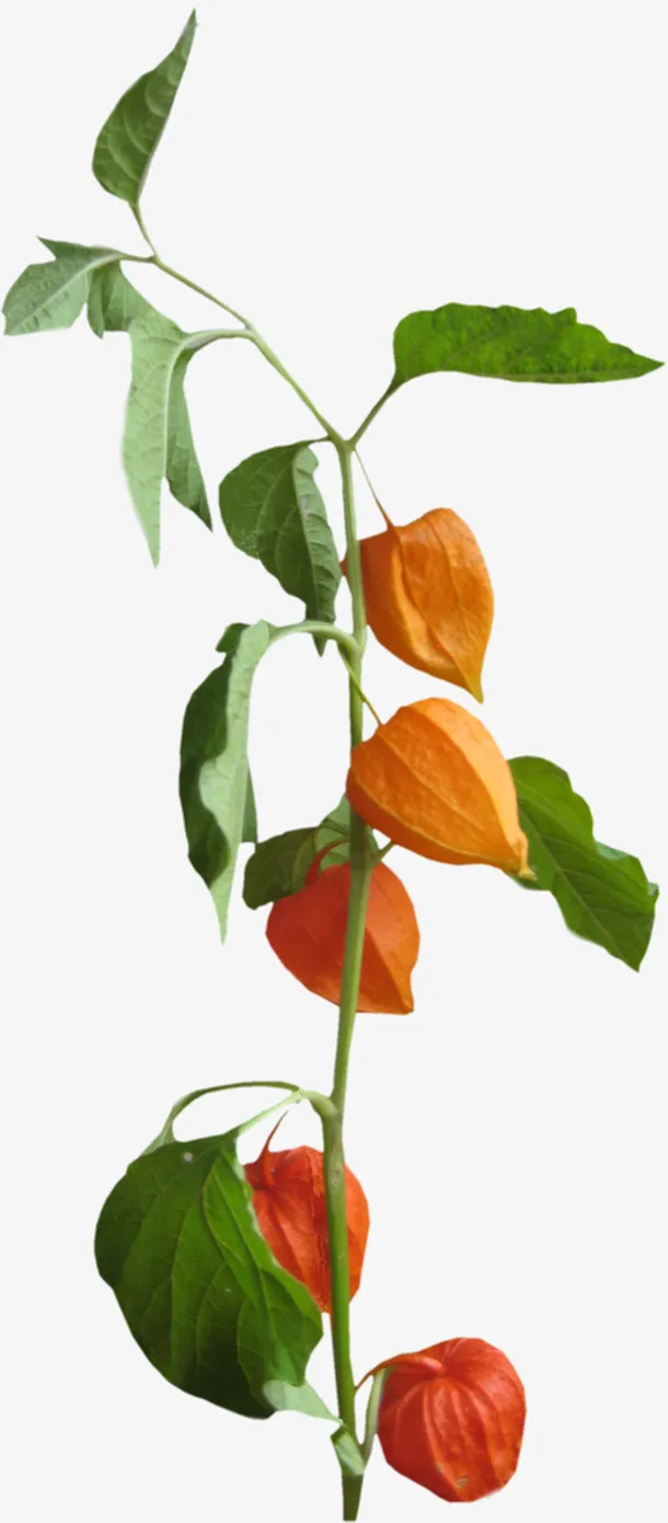 绿植花卉鲜花花卉免抠