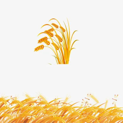 麦穗免抠