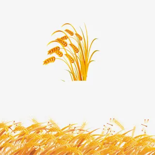 麦穗免抠