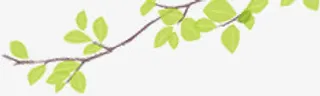 绿色清爽手绘树枝免抠
