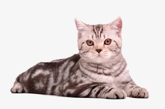 猫咪素材免抠