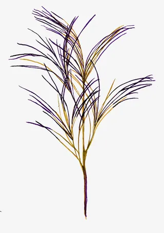 手绘植物花草干草免抠