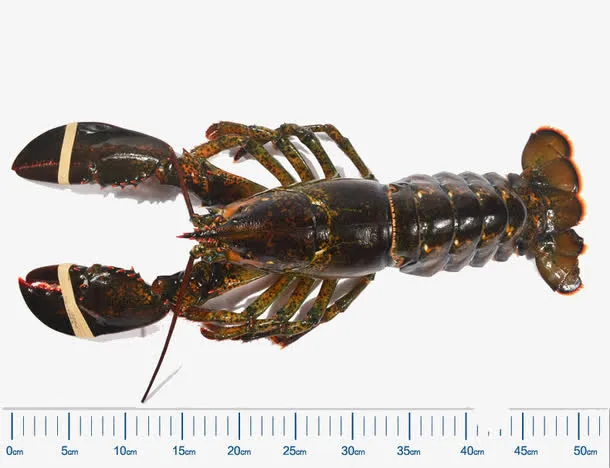 新鲜大龙虾免抠