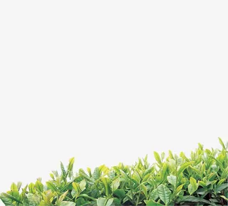 绿色草丛新芽边框纹理免抠