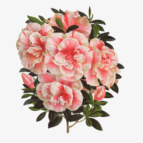 抽象花朵花朵图片免抠