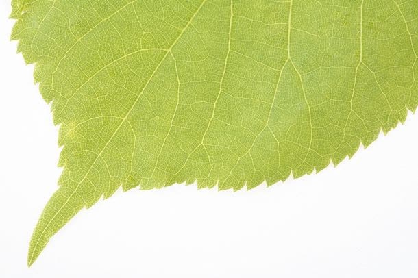 树叶尖端免抠