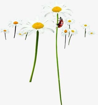 白色清新花朵植物春天免抠