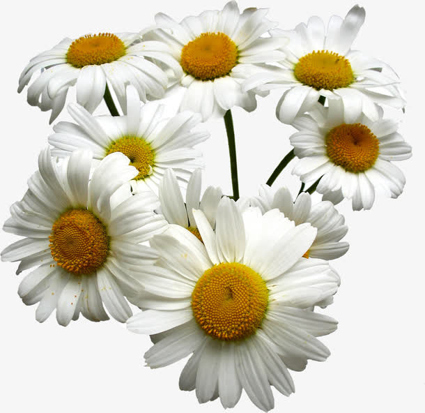 白色菊花免抠