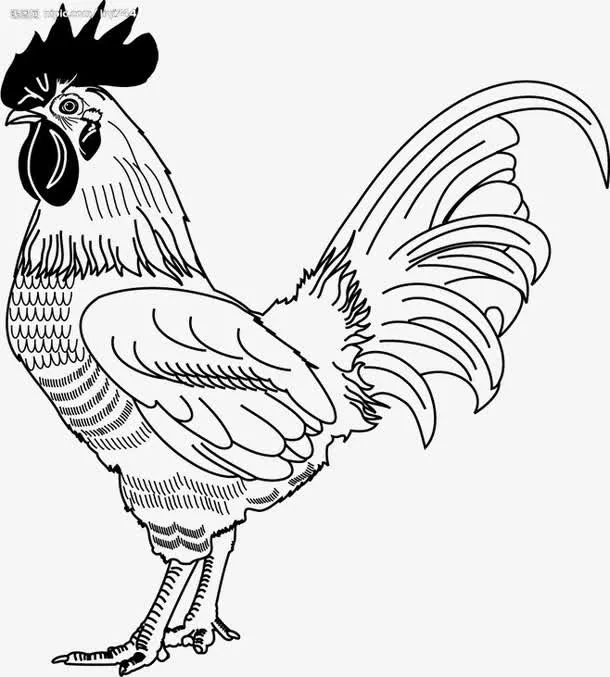 手绘公鸡免抠