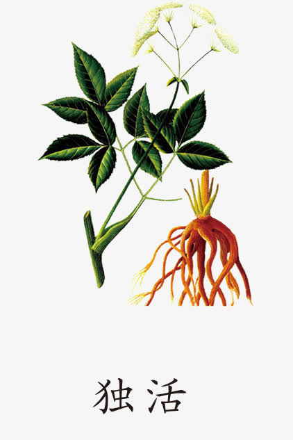 中药材独活免抠