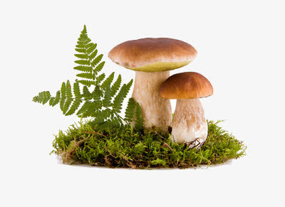野外的菇免抠