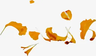 花瓣免抠