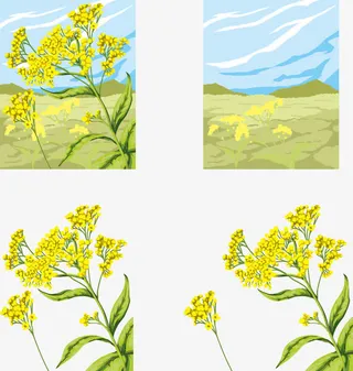 手绘油菜花免抠