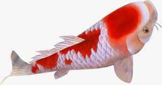 创意手绘抬头的金鱼免抠