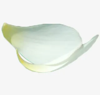 白色花瓣免抠